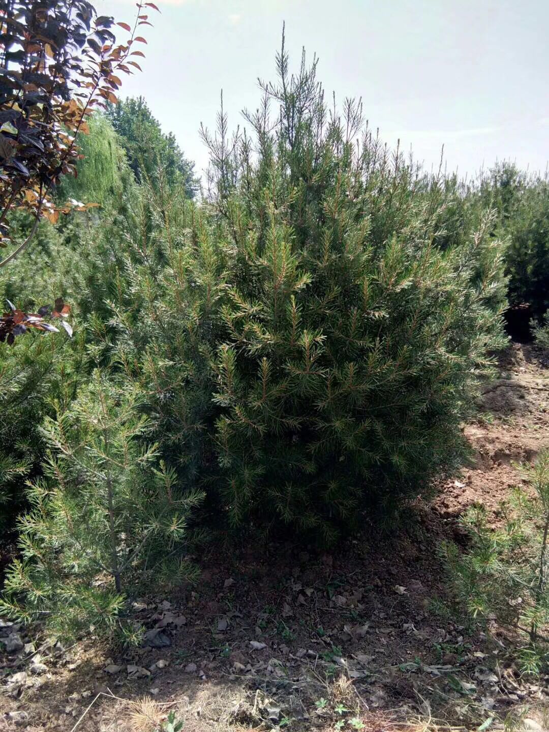 龍泉市1米白皮松